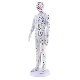 Hình ảnh sách Male and Female Acupuncture Model 20 inches with Chinese Points