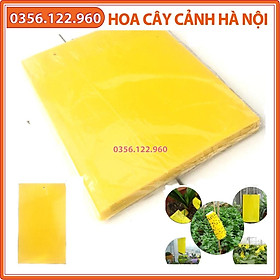 Mua Set 10 miếng nhựa bẫy dính ruồi vàng và côn trùng dẫn dụ bằng màu sắc  cục kỳ hiệu quả