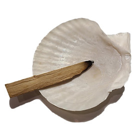 Mua Đĩa ốc xà cừ Vỏ sò/bào ngư đốt sage/ xô thơm - Chân đế đỡ gỗ xoài ( Abalone Shell with Natural Wooden Cobra Stand)