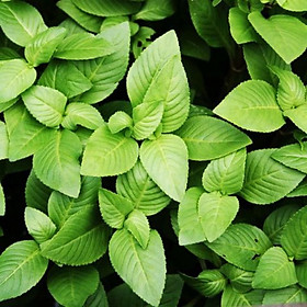 Mua cây quế vị