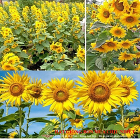 Mua HẠT GIỐNG HOA HƯỚNG DƯƠNG NHỤY VÀNG SIÊU BÔNG ĐẾN MÙA TRỒNG TẾT