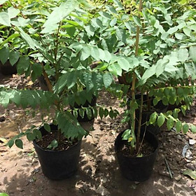 Mua Cây chùm ruột thái trái ngọt