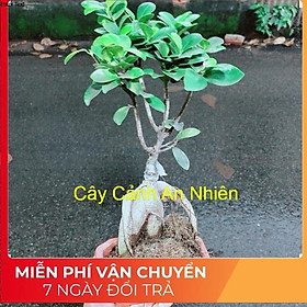 Chậu Cây Si Bonsai Nhật