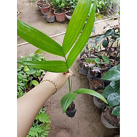 Combo 5 cây cau tứ quý ra quả sau 1 năm cây đẹp chuẩn giống