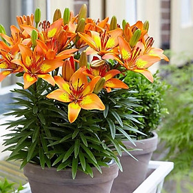 Mua Củ ly lùn đủ màu sắc dễ trồng hoa nở đẹp (Tặng kèm phân