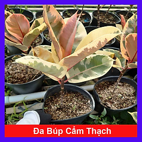 Mua Cây đa búp cẩm thạch - cây cảnh để bàn + tặng phân bón cho cây