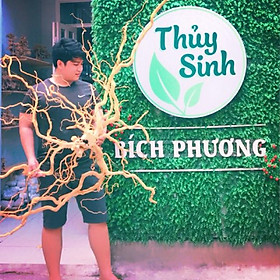 LŨA NHÁNH ĐỖ QUYÊN SETUP HỒ CÁ, HỒ THUỶ SINH