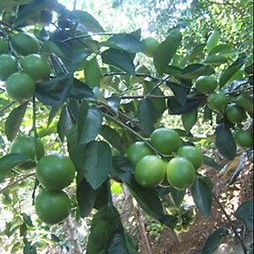Cây giống Chanh Giấy Limca