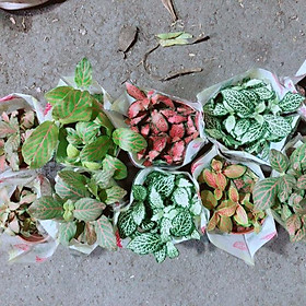 Mua Cây Cẩm Nhung Được Chọn Màu