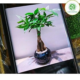 Cây kim ngân 4 gốc xoắn