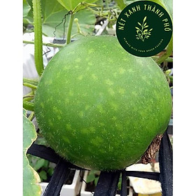 Mua Hạt giống Bí đao trái tròn  0.2gr