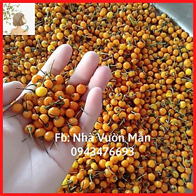 Mua 10 Trái(+tặng thêm 3 trái) Ớt Mắc Nhất Thế Giới Aji Charapita 570tr/kg Loại Ớt Ngon Và Đắt Nhất Thế Giới