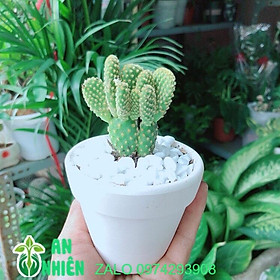 Mua Chậu Xương Rồng Tai Thỏ