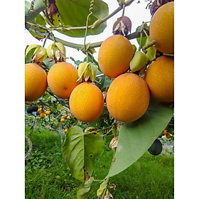 Mua CÂY GIỐNG CHANH DÂY VÀNG SIÊU NGỌT ( cây siêu sớm có bảo hành)