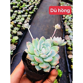 Mua sen đá dù hồng