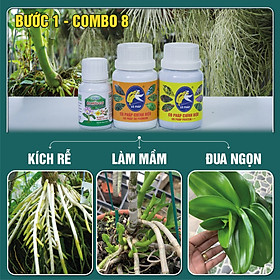 BƯỚC 1 COMBO8 50 - Phân bón kích rễ, mầm, phục hồi cây yếu, phát triển thân lá trên hoa cảnh (50g/ml/chai)