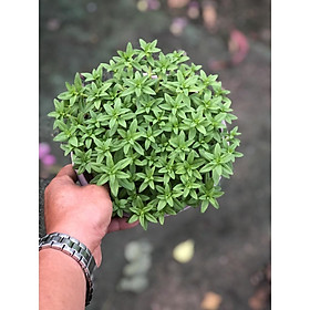 Mua Chậu cây rau ngỗ ( ngò om) chỉ giao TP.HCM