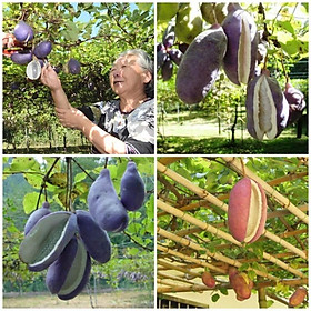 Hạt giống nho Akebi tỷ lệ nảy mầm cao