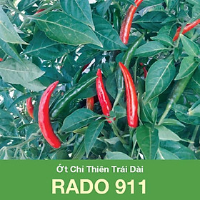 Mua Hạt Giống Ớt Chỉ Thiên Trái Dài RADO 911 gói 0 1gr - Trái rất sai  dài 9-11cm  chín có màu đẹp  kháng bệnh tốt