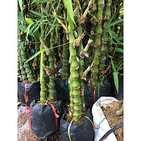 Mua Cây trúc Phật bà