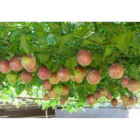 Mua Cây giống chanh dây leo siêu trái