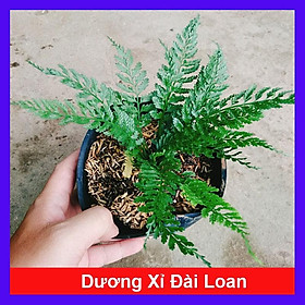 Cây Dương Xỉ Đài Loan - cây cảnh trang trí + tặng phân bón