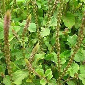 Mua cây cỏ xước khô 1kg