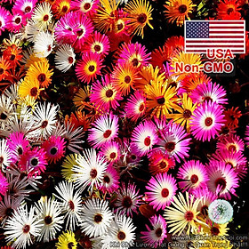 2000.HẠT Hạt Giống Hoa Mười Giờ Châu Phi Mix Màu (C2.202| B9*V23)