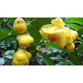 Mua 2 Cây Giống Trà Hoa Vàng - Cây  Siêu Đẹp Nguyên Bầu