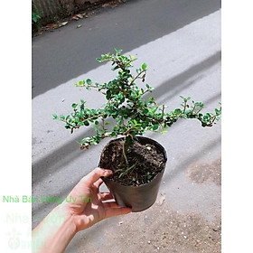 Linh Sam Bonsai