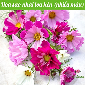 Hạt giống hoa sao nhái loa kèn Hà Lan nhiều màu gói 0.1g
