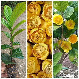 Mua Cây Trà HOA VÀNG giống
