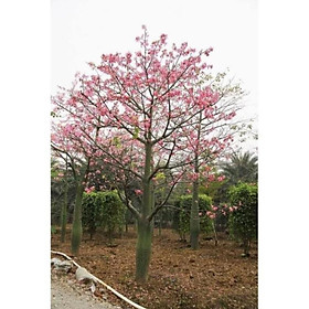 Mua cây MỸ NHÂN - HOA CỰC ĐẸP  ĐỘC  LẠ - Cây giống gửi đi nguyên bầu   cây đẹp  giống chuẩn