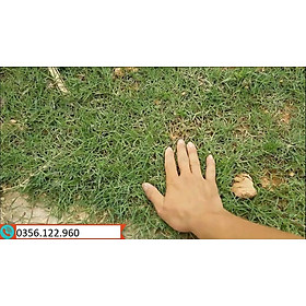 1kg Hạt giống cỏ Barmuda (cỏ chỉ, cỏ gà) - cỏ sân vườn, công trình, chăn nuôi