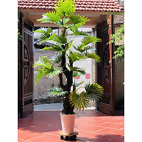 Mua Cây Cọ Giả Cao 170m chưa chậu - HÀNG NHẬP CHẤT LƯỢNG CAO