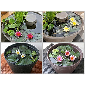 Mua 2 CỦ HOA SÚNG THÁI MINI   CỦ TO  NHIỀU MÀU HOA