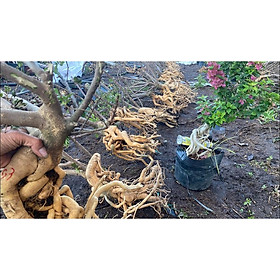 Phôi quái gốc Hoa giấy Mỹ bonsai - gốc to