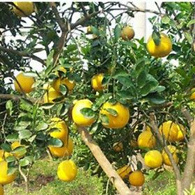 Cây giống BƯỞI DIỄN ghép - HÀNG CHUẨN F1