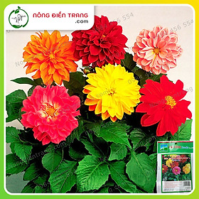 Mua Hạt Giống Hoa Thược Dược Nhiều Màu Phú Nông - Gói 1g - Sinh trưởng Khỏe  Sắc Hoa rực Rỡ VTNN Nông Điền Trang