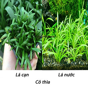 Mua Cây thủy sinh Cỏ thìa 10 cây