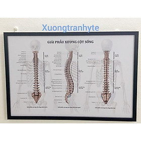 Tranh phòng khám - Tranh Giải phẫu hệ xương cột sống kích thước 50x75cm
