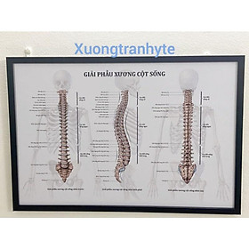 Mua Tranh phòng khám - Tranh Giải phẫu hệ xương cột sống kích thước 50x75cm