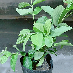 Mua Cây Ổi Cho Sai Trái