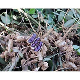CHUẨN Hạt giống lạc đen Kokuma