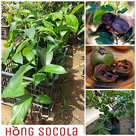 Mua Cây Giống Hồng Đen Socola - Cây Giống Chuẩn Chất Lượng