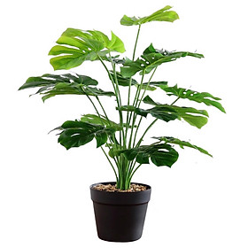 Mua Cây Lá Rùa DECOR cỡ lớn cao 50cm ( Không bao gồm chậu)