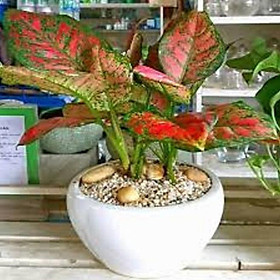 CHẬU CÂY VẠN LỘC VẠN NIÊN SẮC ĐỎ