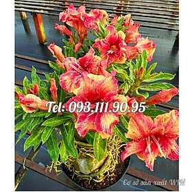 Mua Hạt giống hoa sứ Taiwan ghép cánh to màu vàng đỏ - Bịch 10 hạt  – Mã số 1240