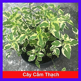 Mua Cây Cẩm Thạch - Cây cảnh mini + Tặng phân bón cho cây