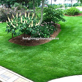 Mua 10 GR - HẠT GIỐNG CỎ NHUNG NHẬT GIỐNG CHUẨN MỸ